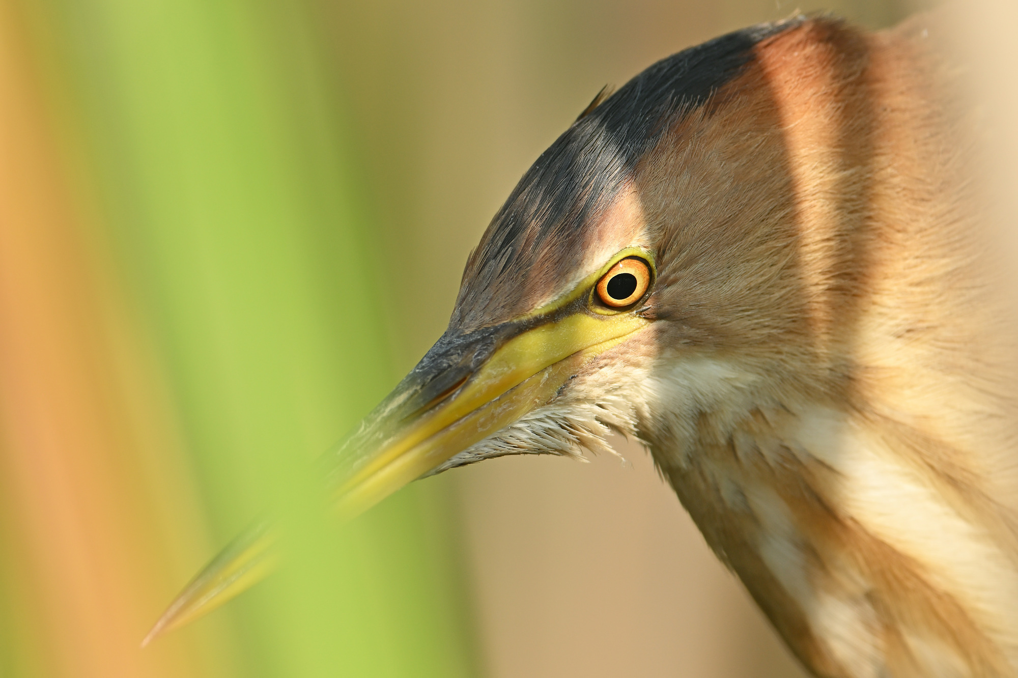 Schuwe dieren in beeld