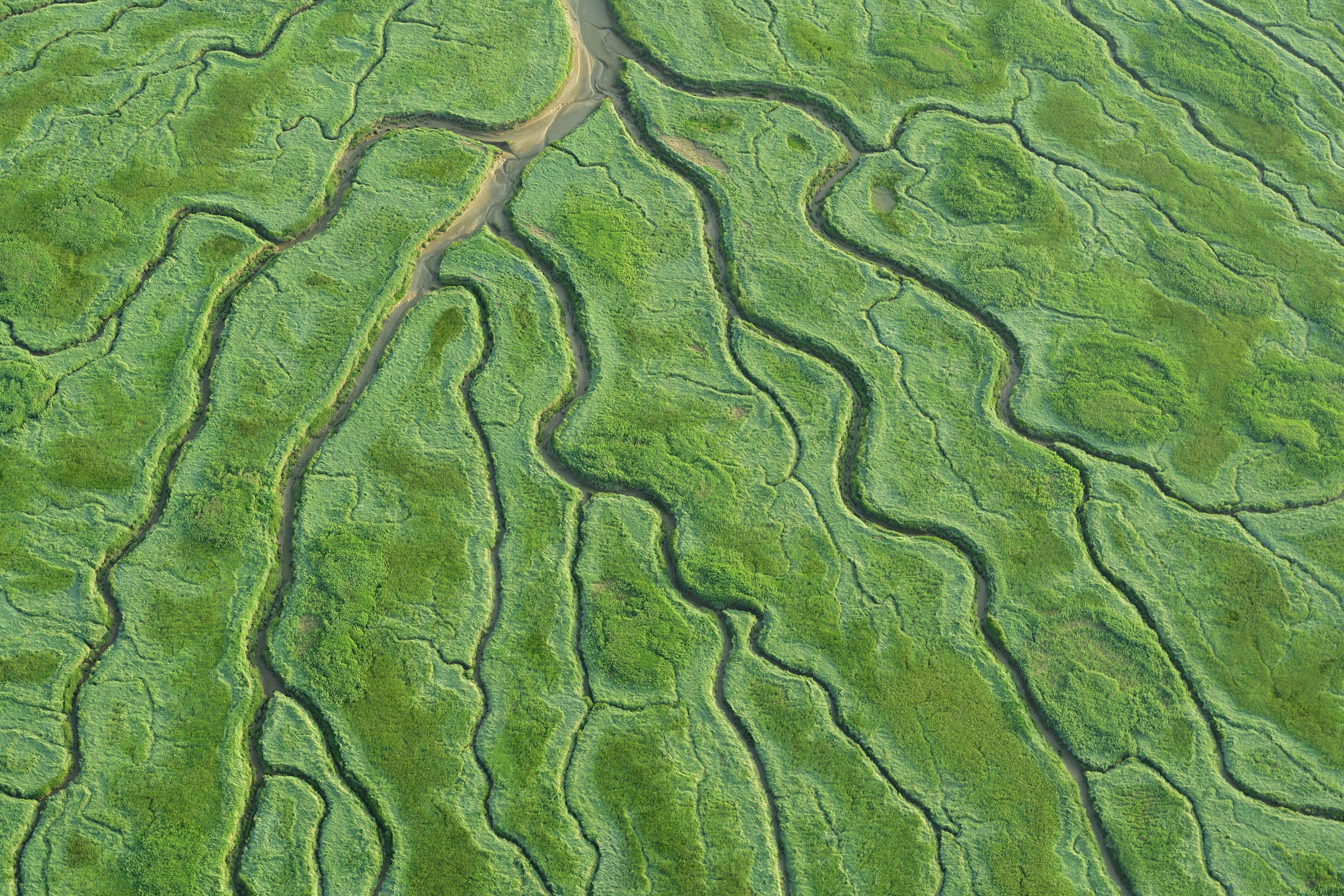 Het Verdronken Land van Saeftinge
