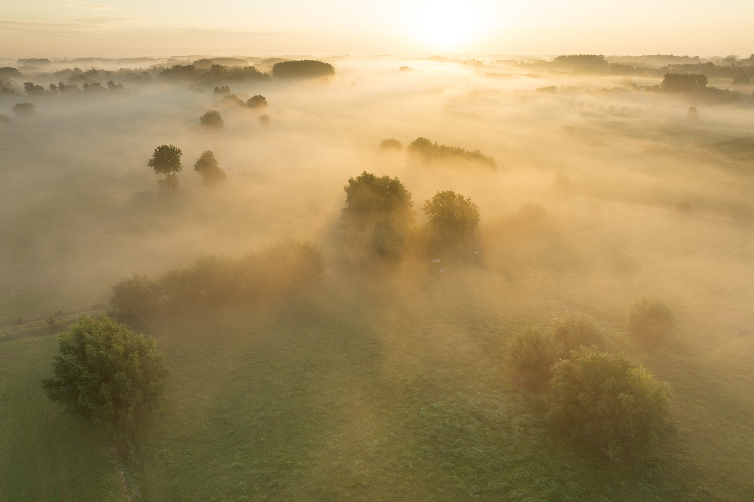 Scheldemeersen van Semmerzake