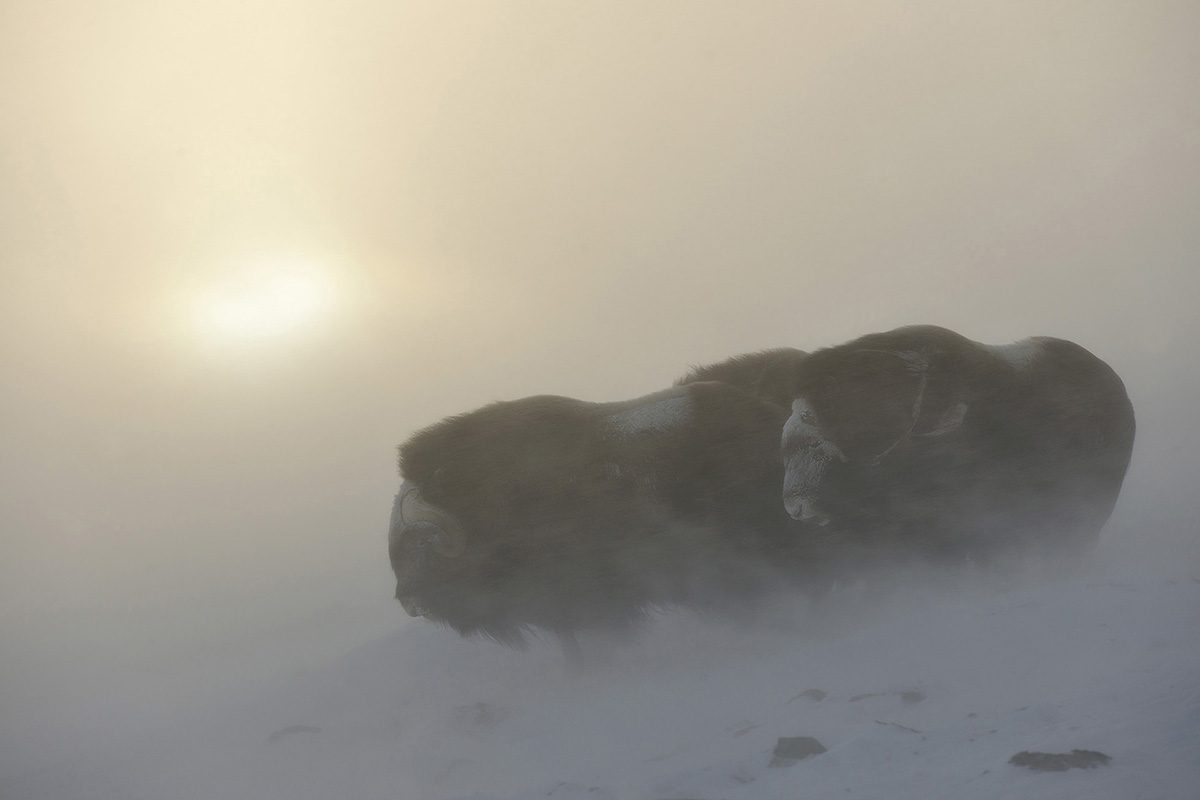 Eerste prijs en gouden medaille op Global Arctic Awards